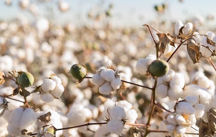 Cotton